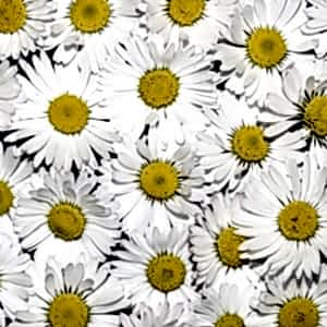 - Diğer Referanslar