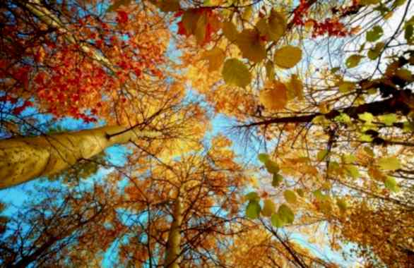 - Diğer Referanslar