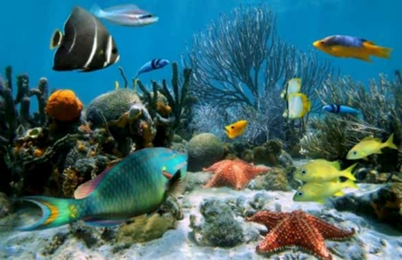 - Diğer Referanslar