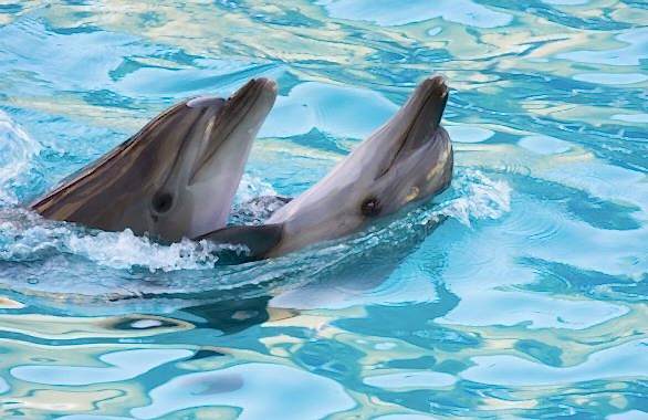 - Diğer Referanslar